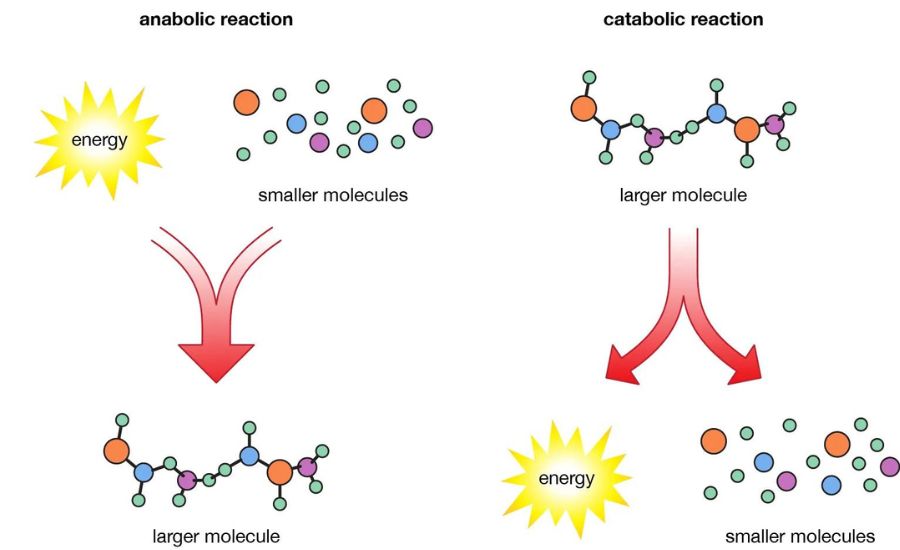 6530-20-1 metabolites