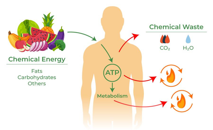 6530-20-1 metabolites